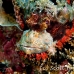scorpionfish_papuan_shag_h_0705_png0910.jpg